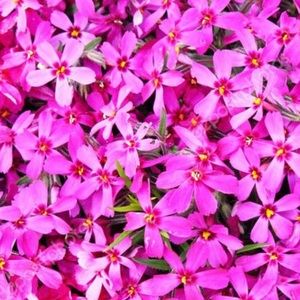 Meet your Posher, Guadalupe